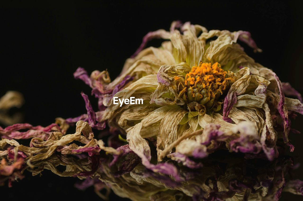 Close-up of dead flowers against black background