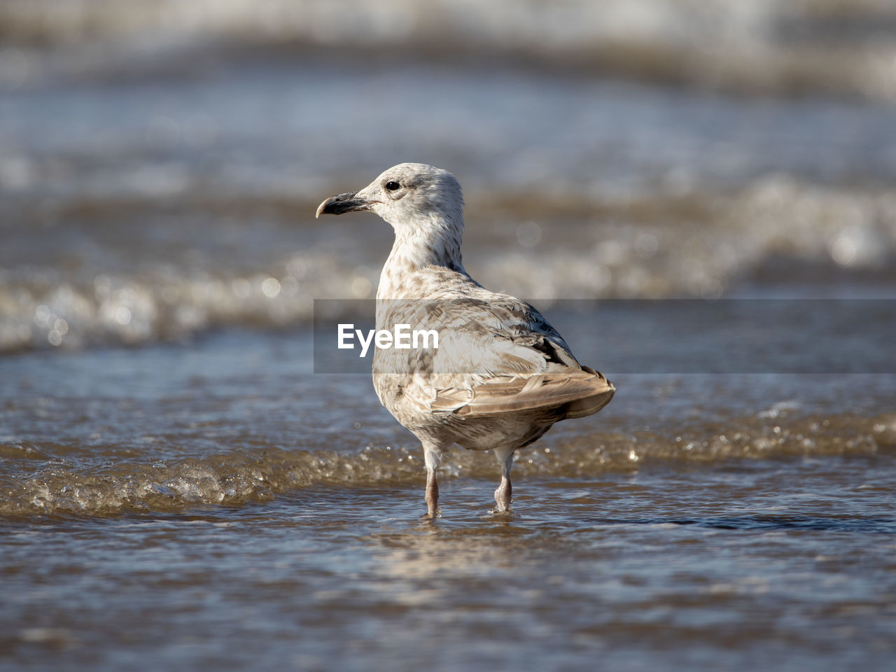 Seagull standing on the beach in the tide