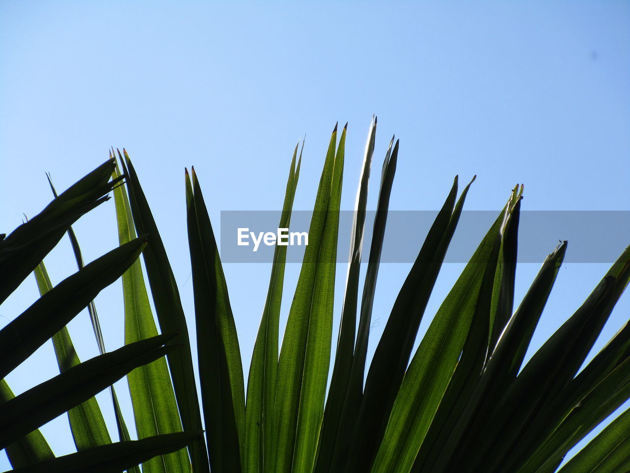 LOW ANGLE VIEW OF BAMBOO PLANT AGAINST CLEAR SKY