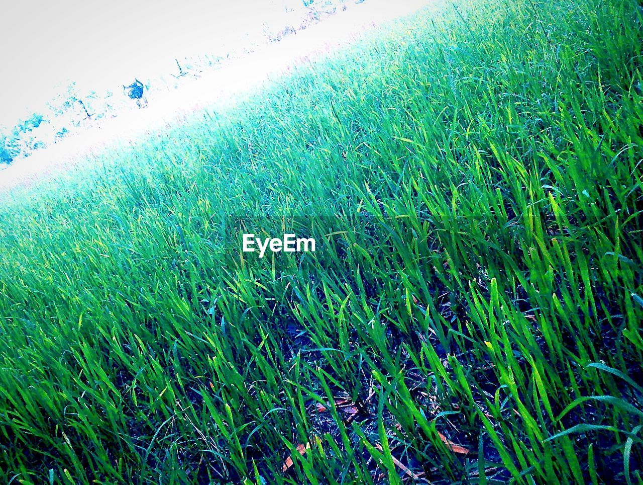 CLOSE-UP OF GREEN GRASS