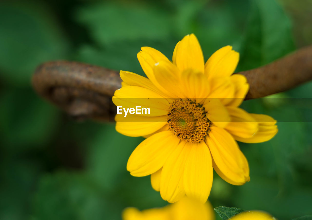 CLOSE-UP OF INSECT ON YELLOW FLOWER BLOOMING OUTDOORS