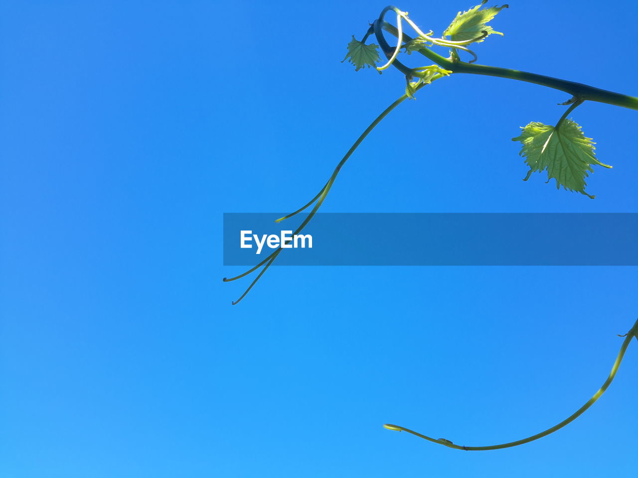 LOW ANGLE VIEW OF TREE BRANCH AGAINST BLUE SKY