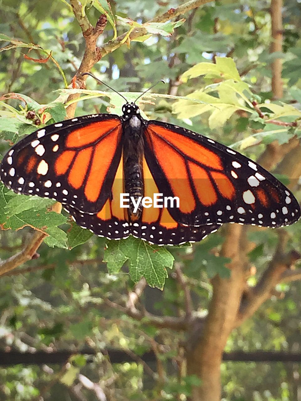 Close-up of butterfly on plant