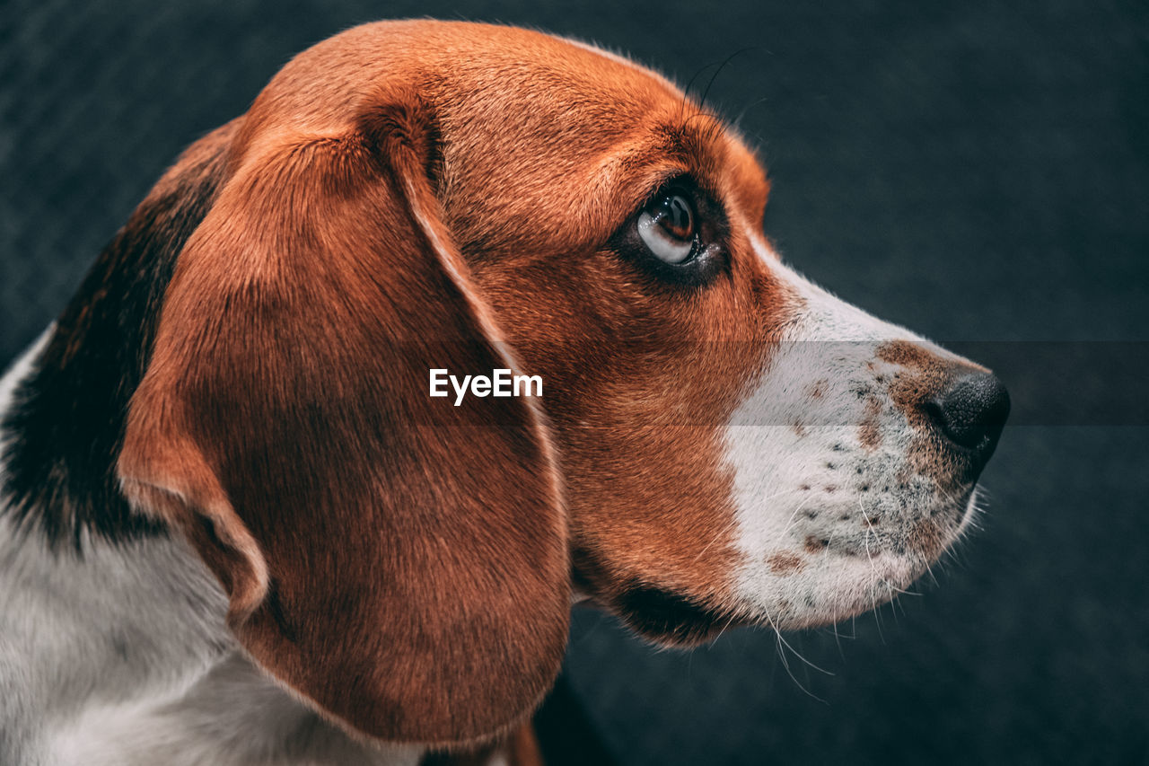 Portrait photo of a beagle dog expressively looking to the side. dog face close up.