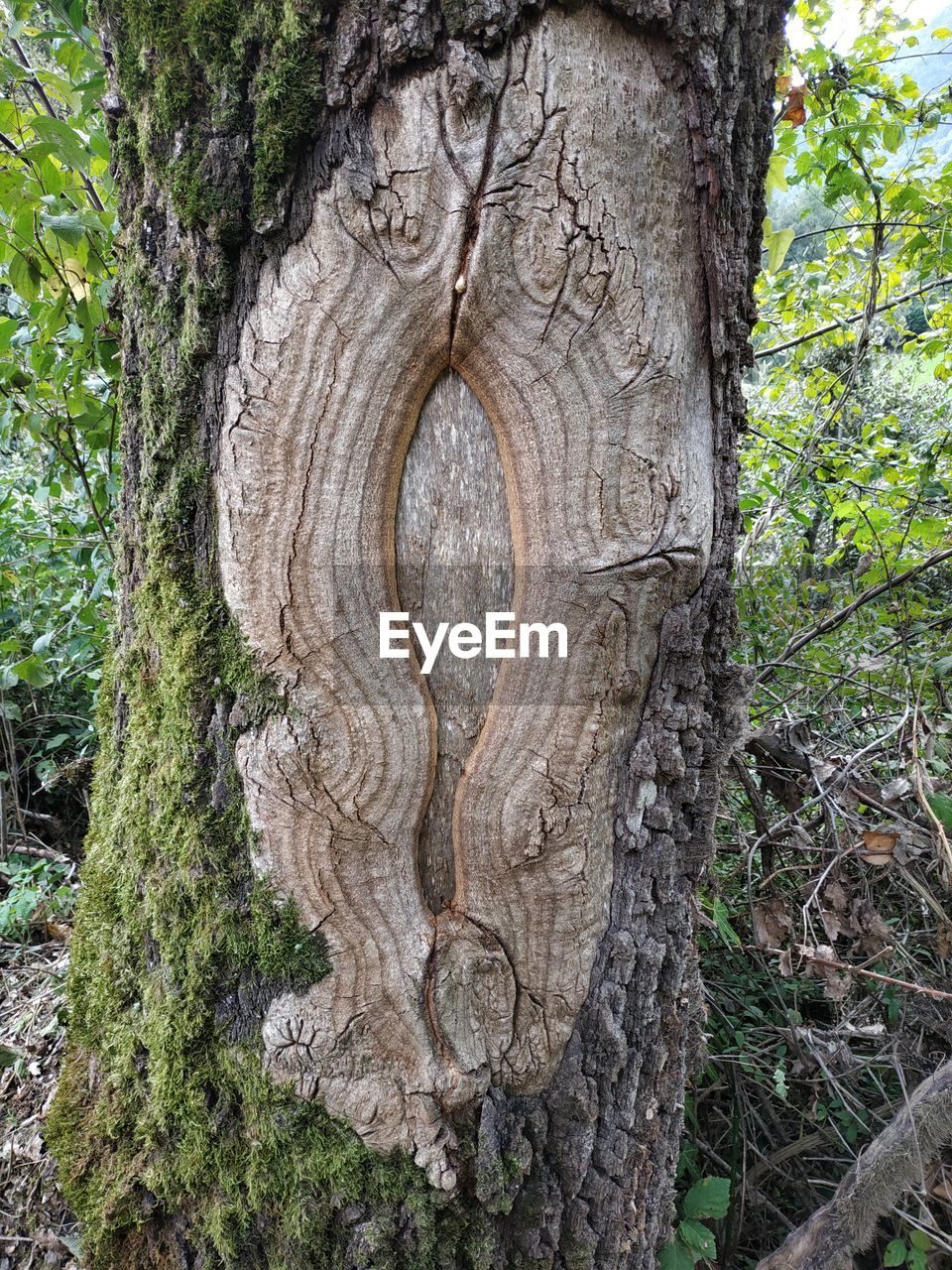 CLOSE-UP OF TREE TRUNK AMIDST PLANTS