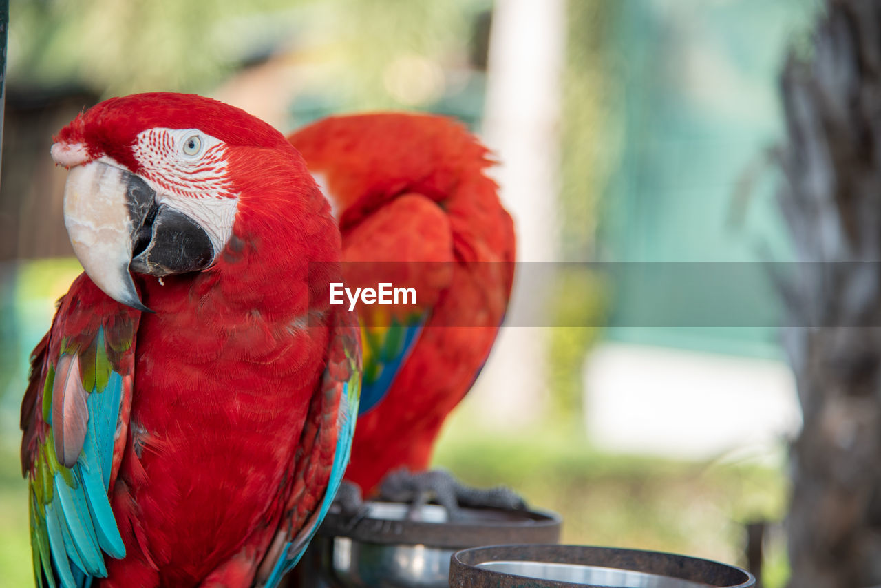 Close up beautiful macaw parrot perching in cage