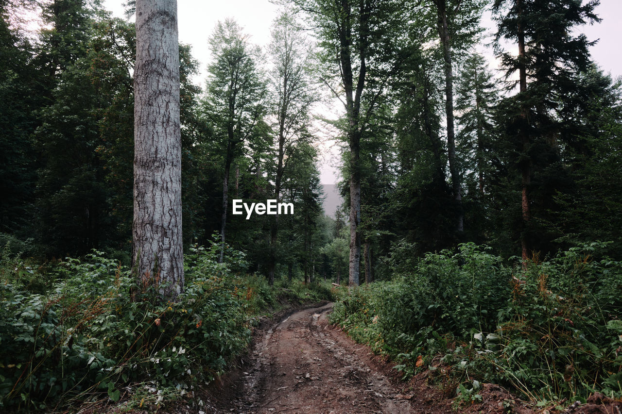 Trees in forest