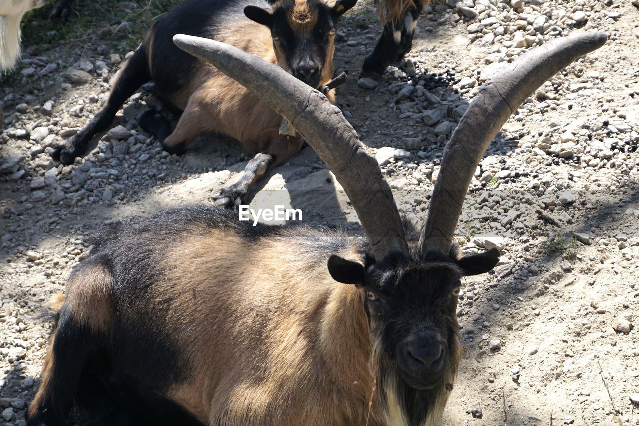 VIEW OF DEER ON FIELD