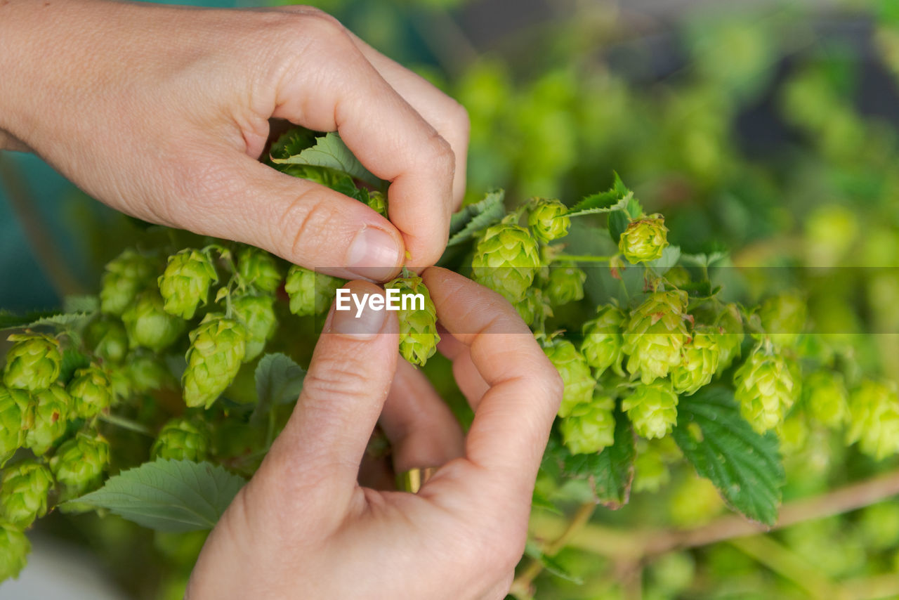 Human hands plucking fresh green hops from the vine