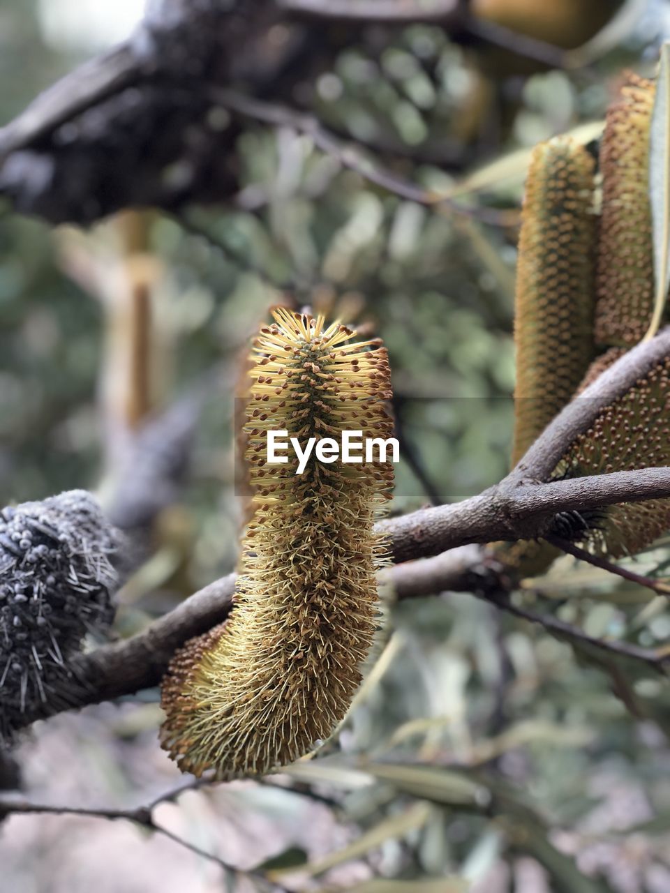 CLOSE-UP OF FRESH FRUIT ON TREE