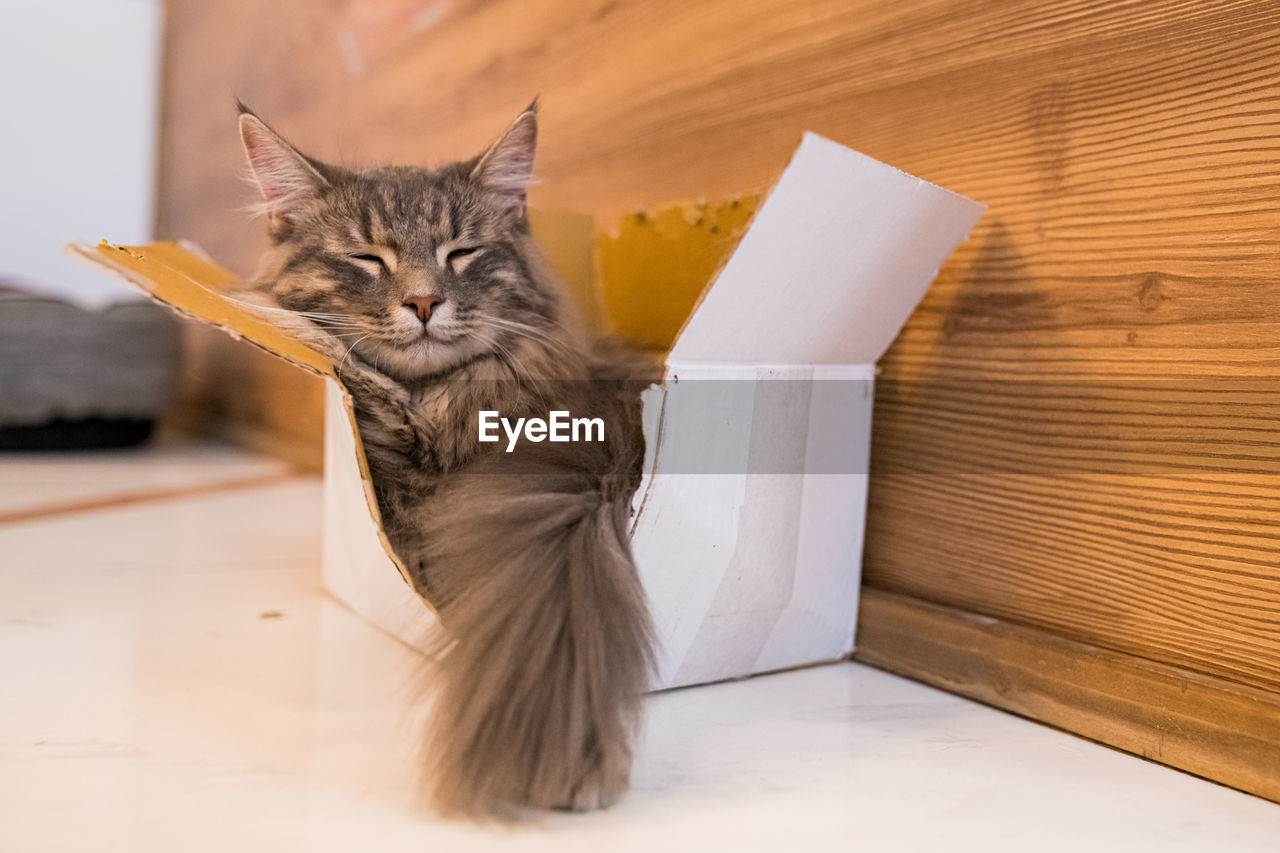 Cat sleeping in box, selective focus