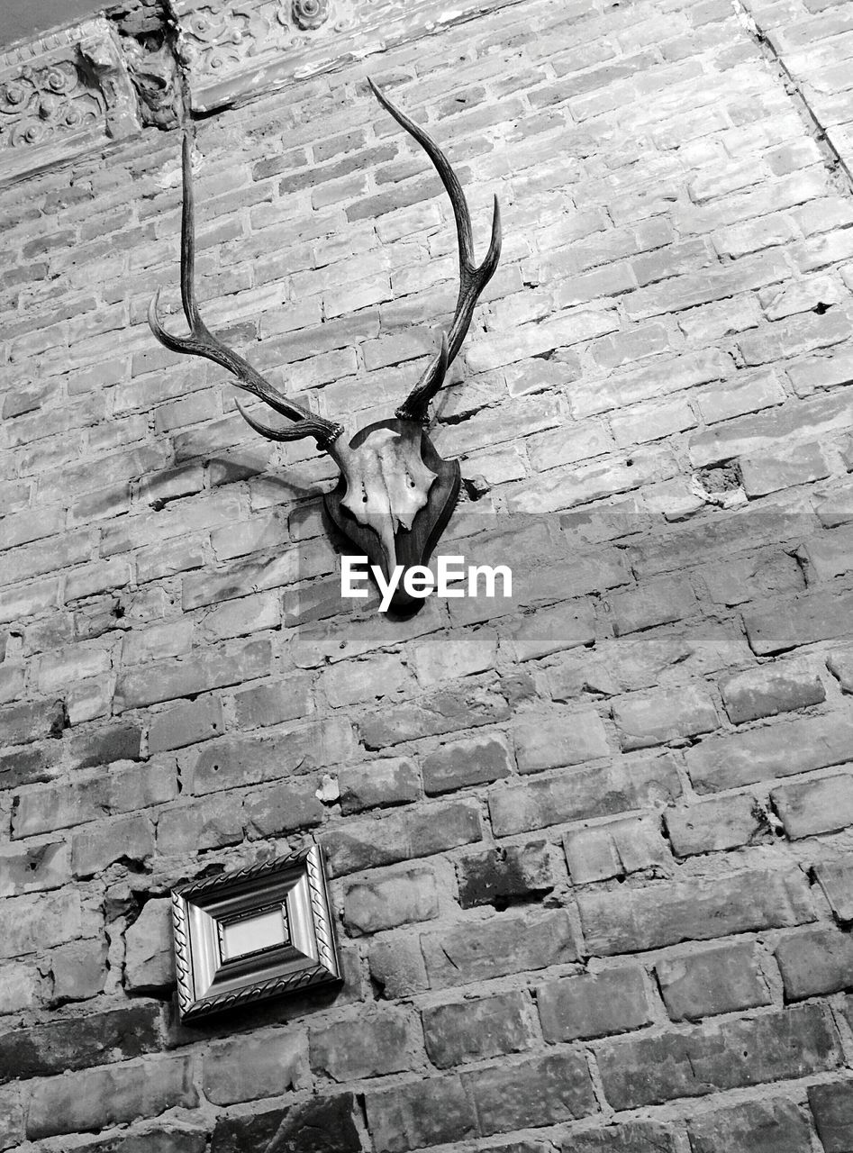wall - building feature, deer, built structure, antler, no people, low angle view, taxidermy, hanging, indoors, architecture, day, animal themes