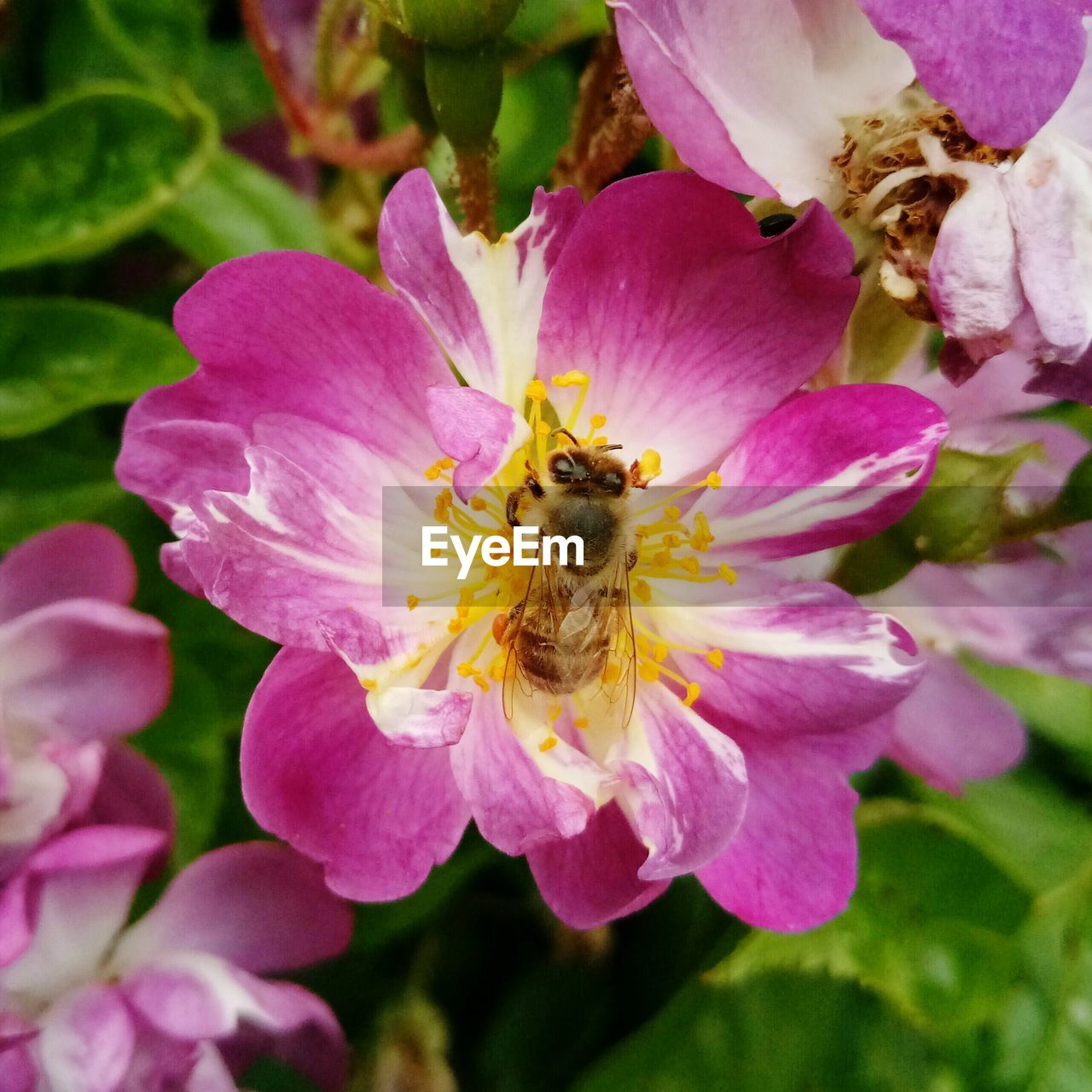 CLOSE-UP OF HONEY BEE ON PINK FLOWER