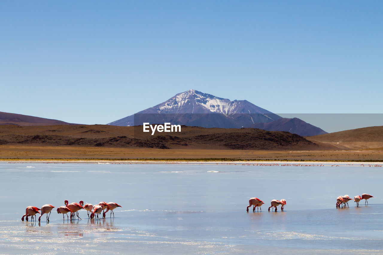 VIEW OF HORSES ON MOUNTAIN RANGE