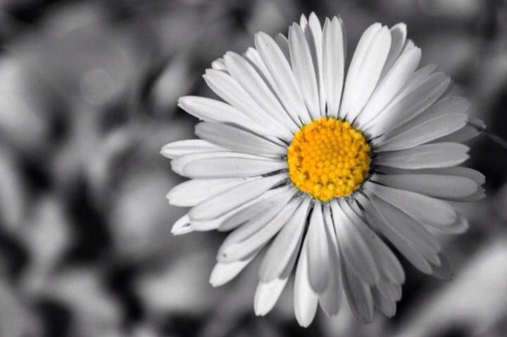 CLOSE-UP OF WHITE DAISY FLOWER