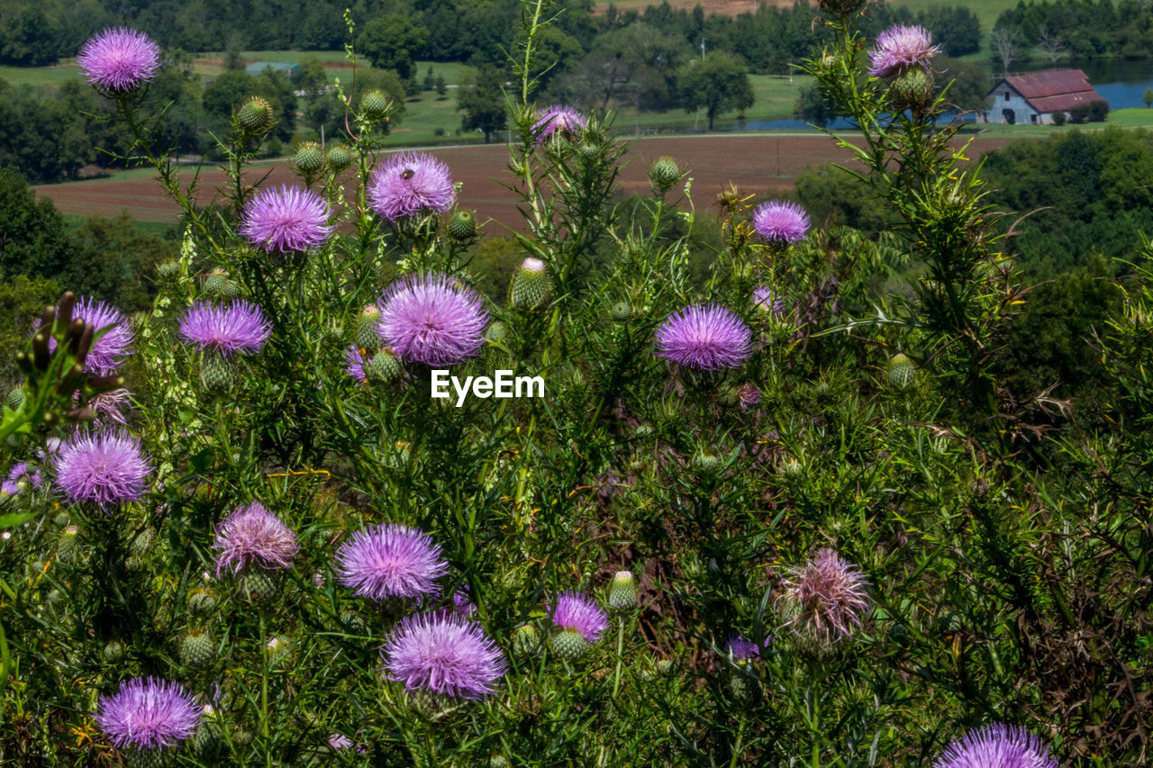 High angle view of purple flowering plants on land