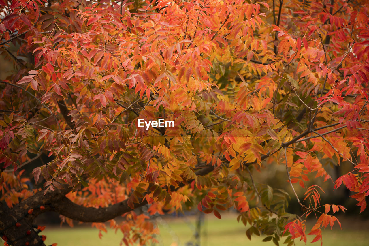 Close-up of leaves on tree during autumn