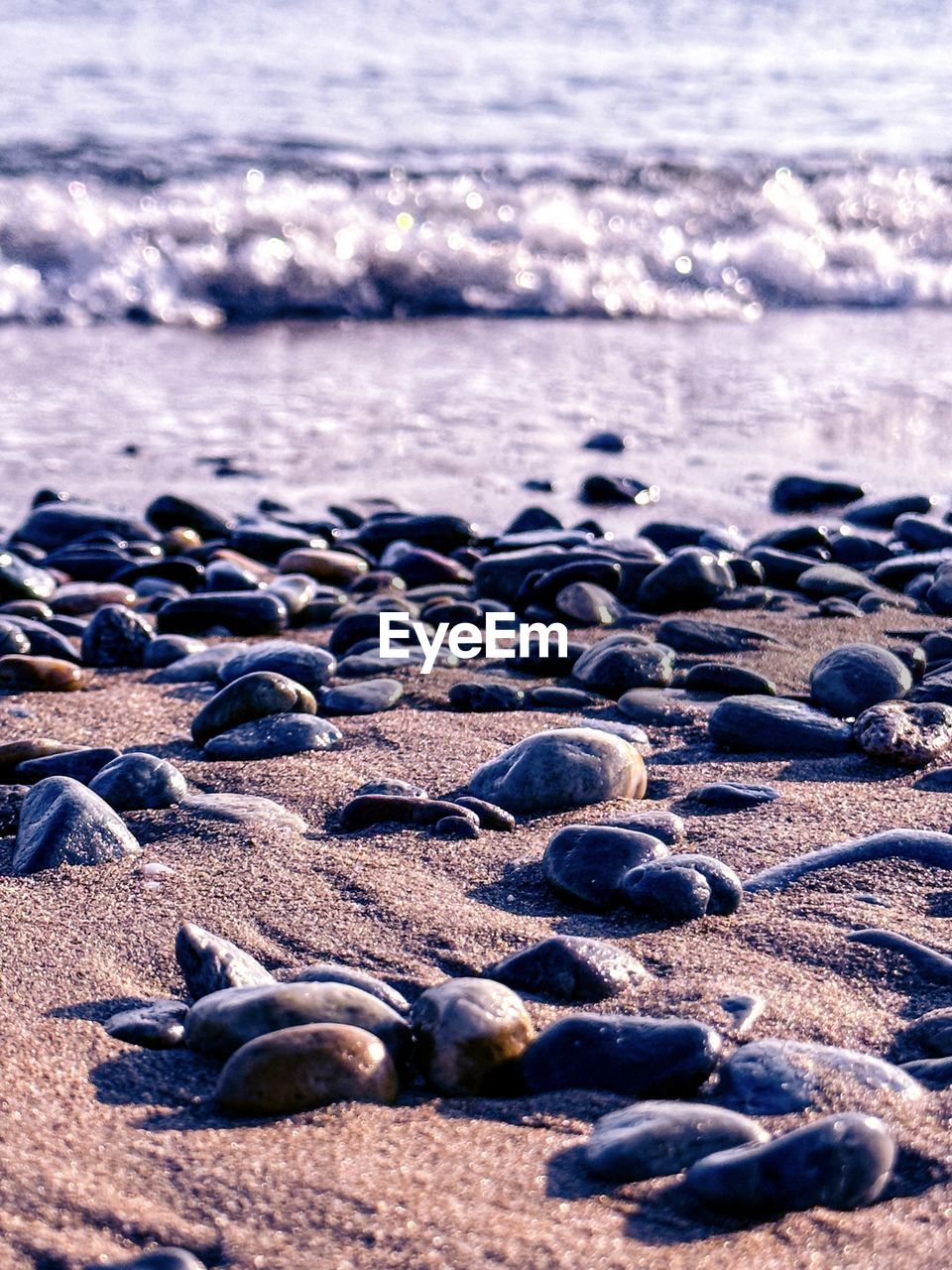 sea, shore, beach, land, water, ocean, nature, coast, wave, sand, no people, beauty in nature, day, animal, animal wildlife, rock, animal themes, wildlife, tranquility, outdoors, marine mammal, wind wave, sunlight, motion, scenics - nature, relaxation, tranquil scene, pebble, group of animals, stone, body of water