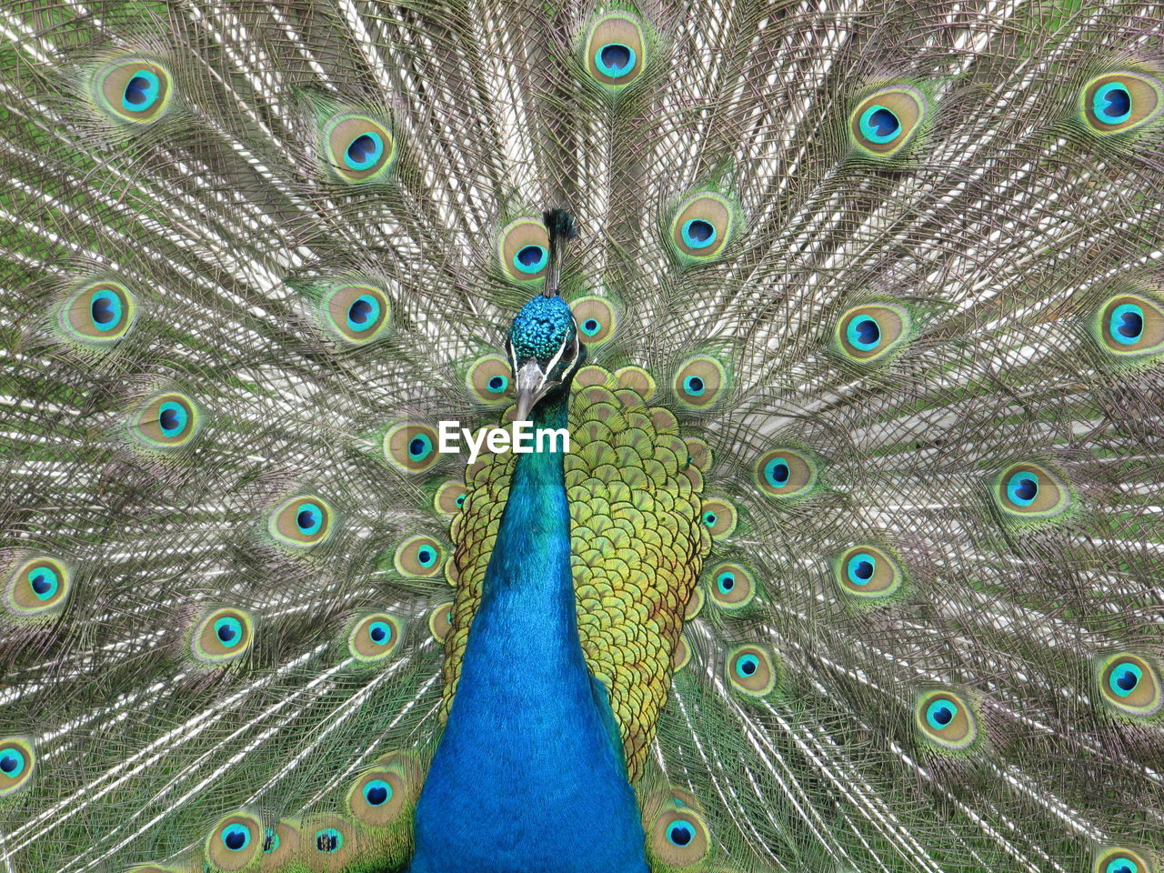 Close-up of peacock