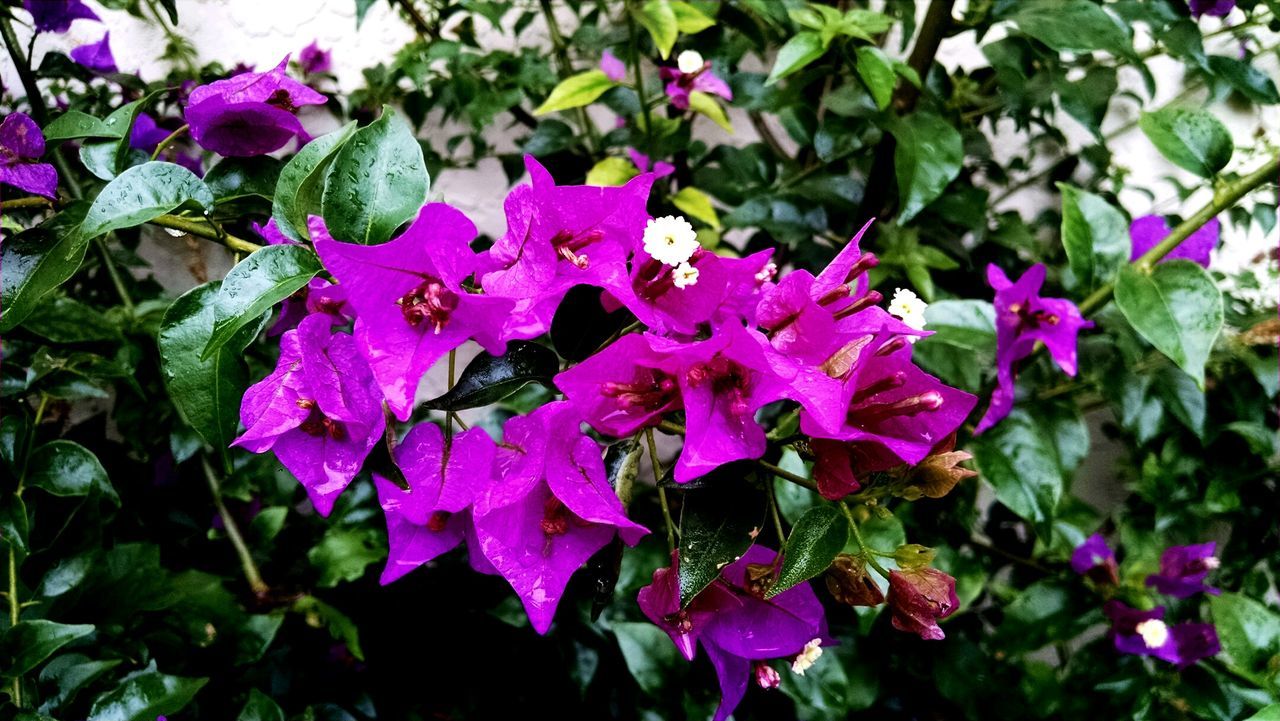 CLOSE-UP OF WATER DROPS ON PURPLE BOUGAINVILLEA