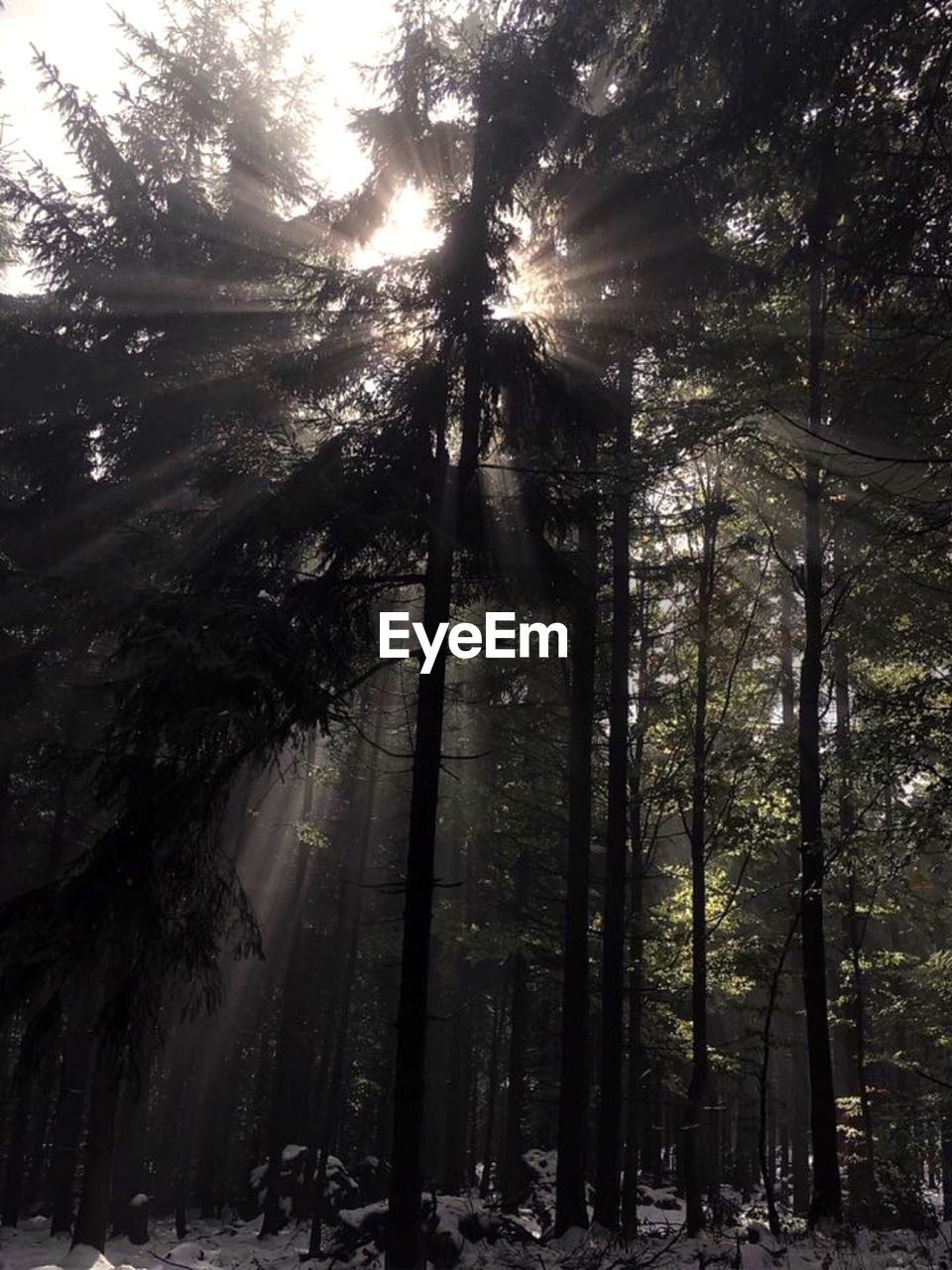 LOW ANGLE VIEW OF TREES GROWING IN FOREST