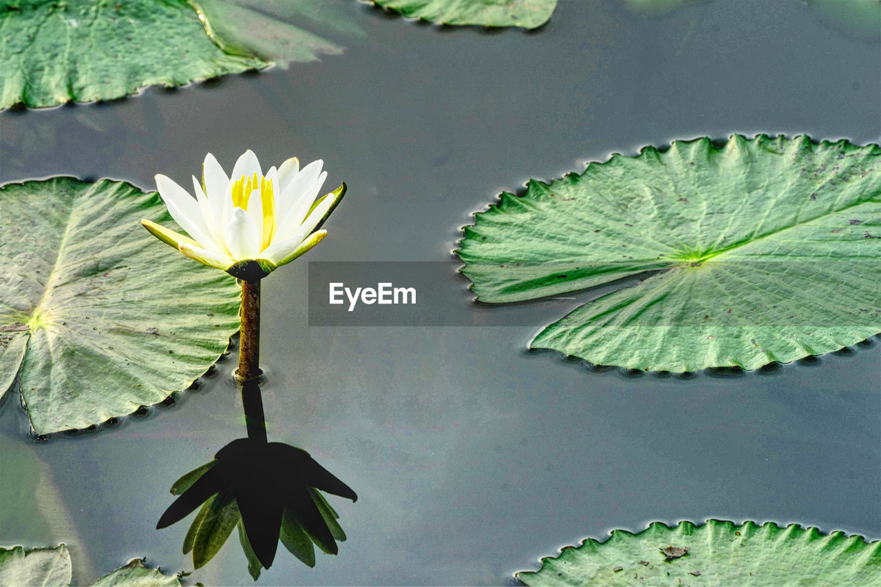 Close-up of lotus water lotus in lake