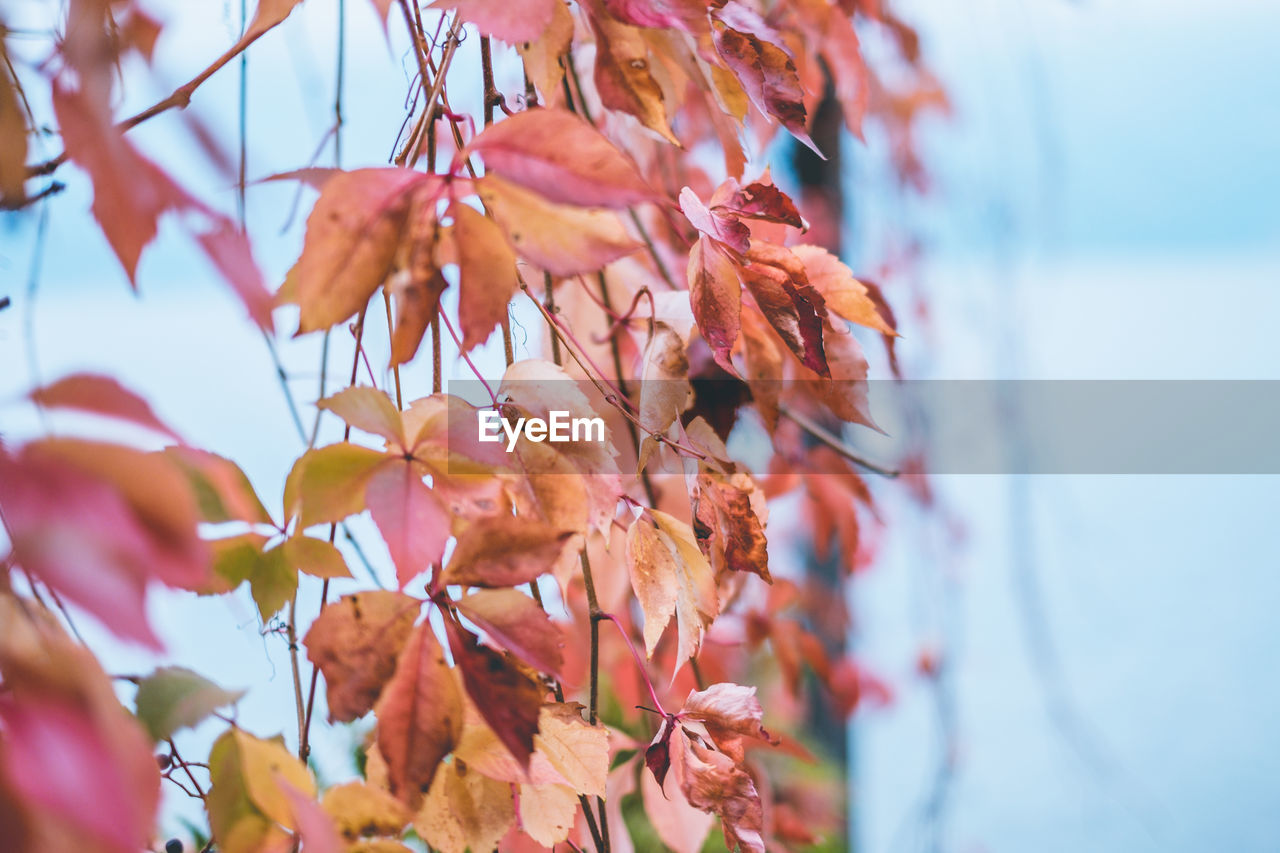 Close-up of autumnal leaves against blurred background