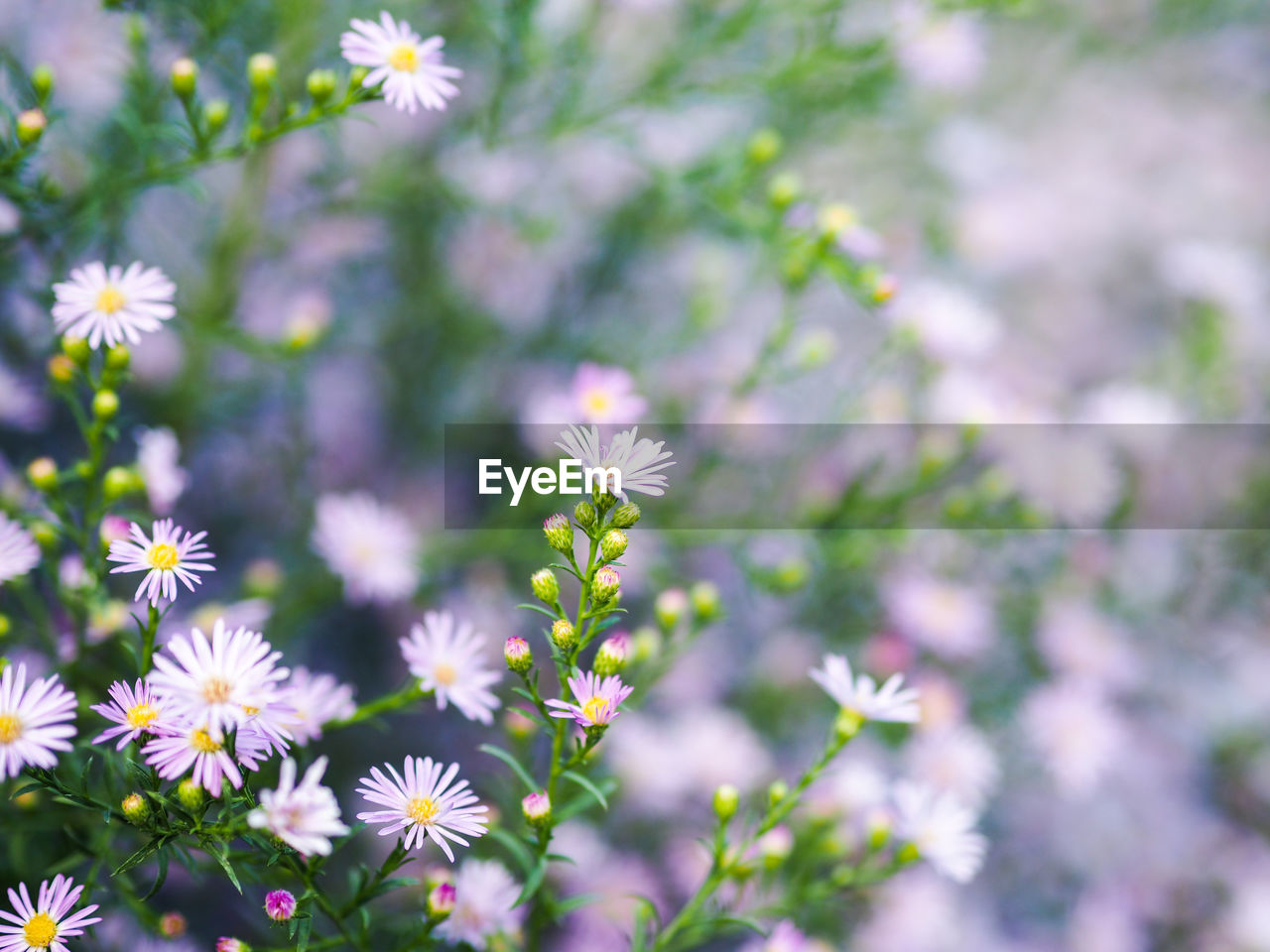 CLOSE-UP OF FLOWERING PLANT