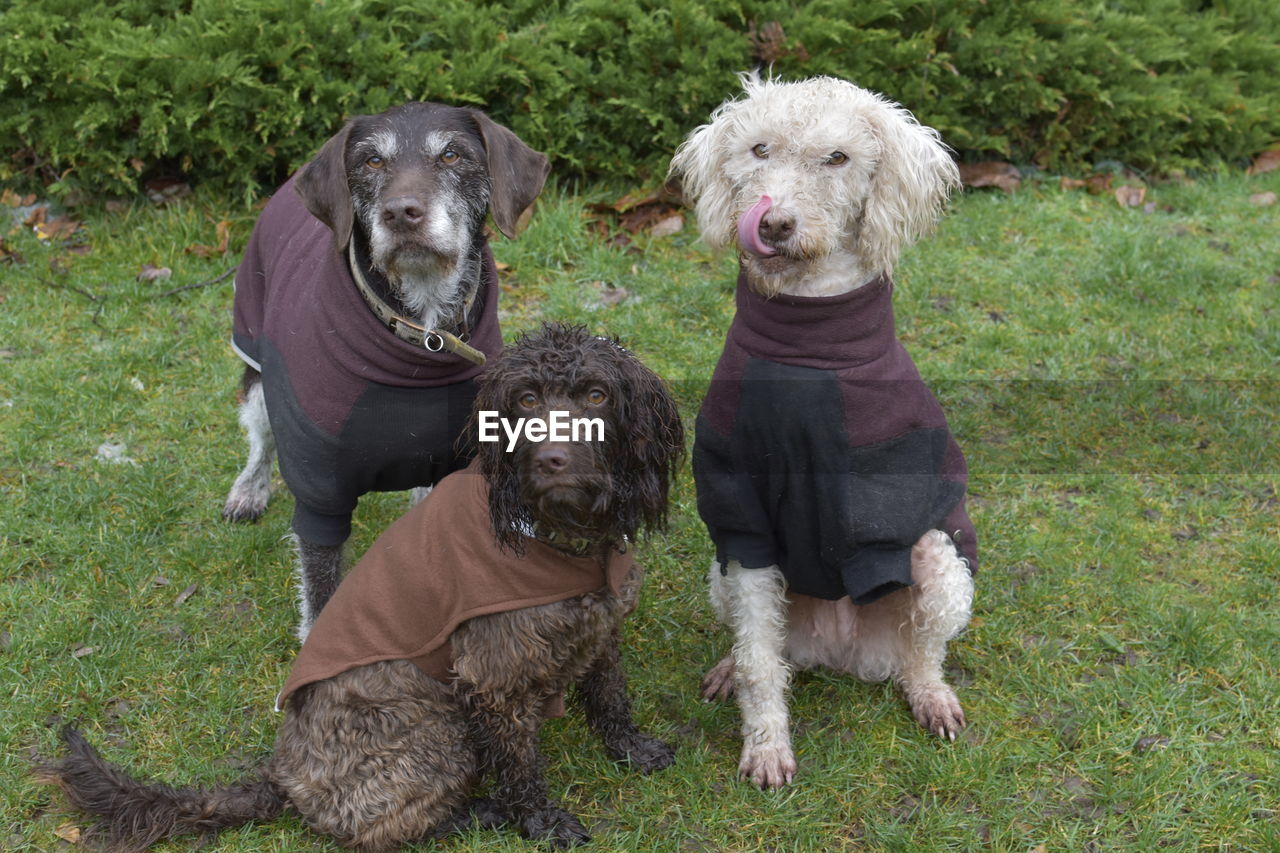 PORTRAIT OF DOGS IN FIELD