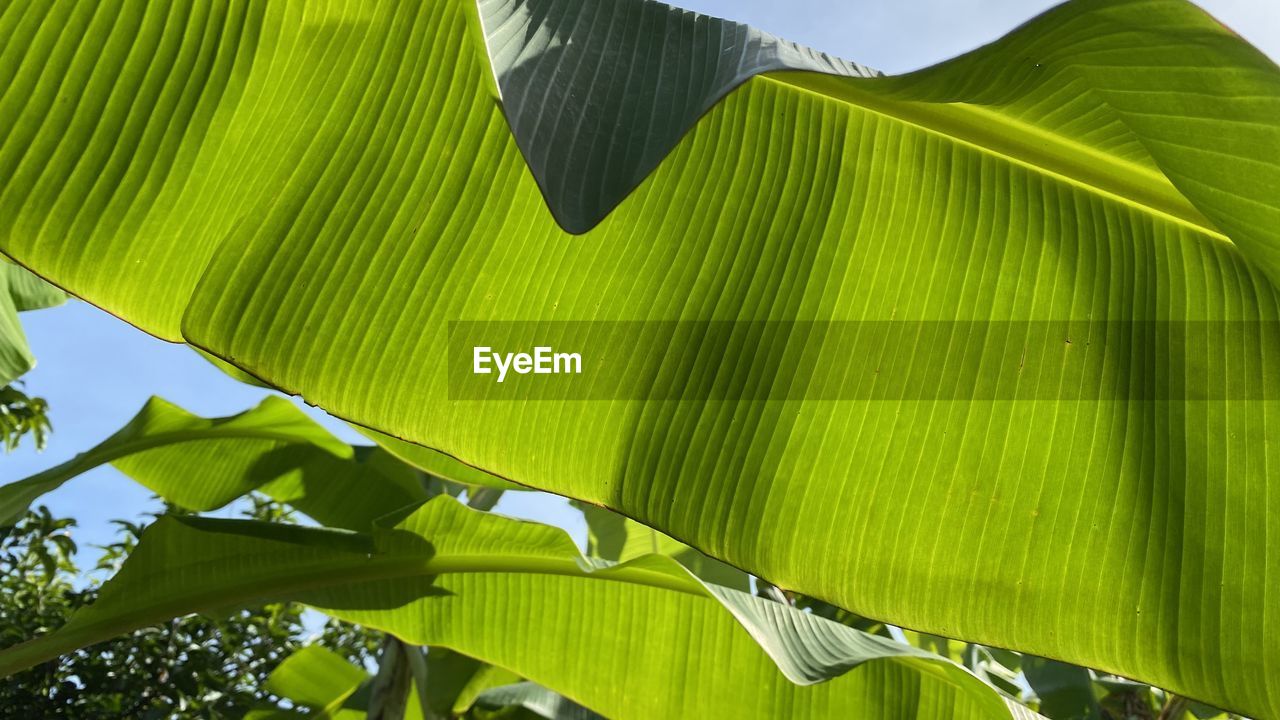 green, leaf, banana leaf, plant part, plant, tree, nature, banana tree, growth, sunlight, beauty in nature, no people, banana, flower, environment, tropical climate, yellow, plant stem, palm leaf, sky, palm tree, outdoors, jungle, day, low angle view, land, leaves, landscape, tranquility, pattern, close-up
