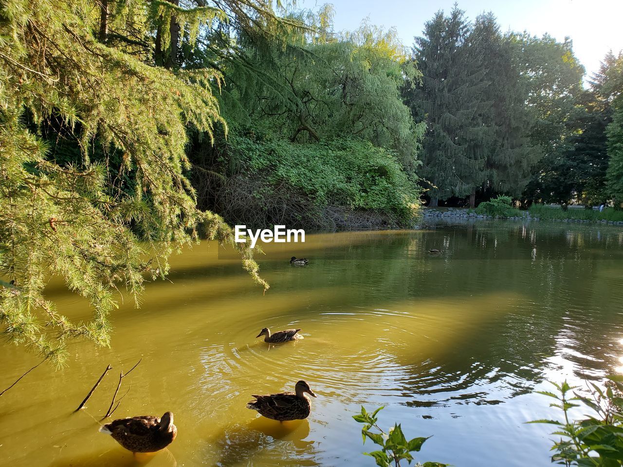 Ducks swimming in lake