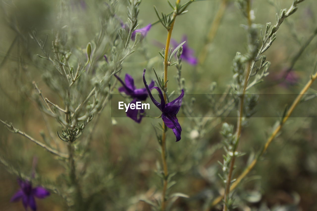 CLOSE UP OF PURPLE FLOWERING PLANT