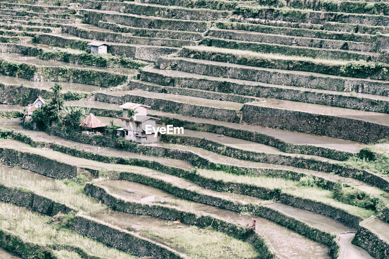 High angle view of agricultural field