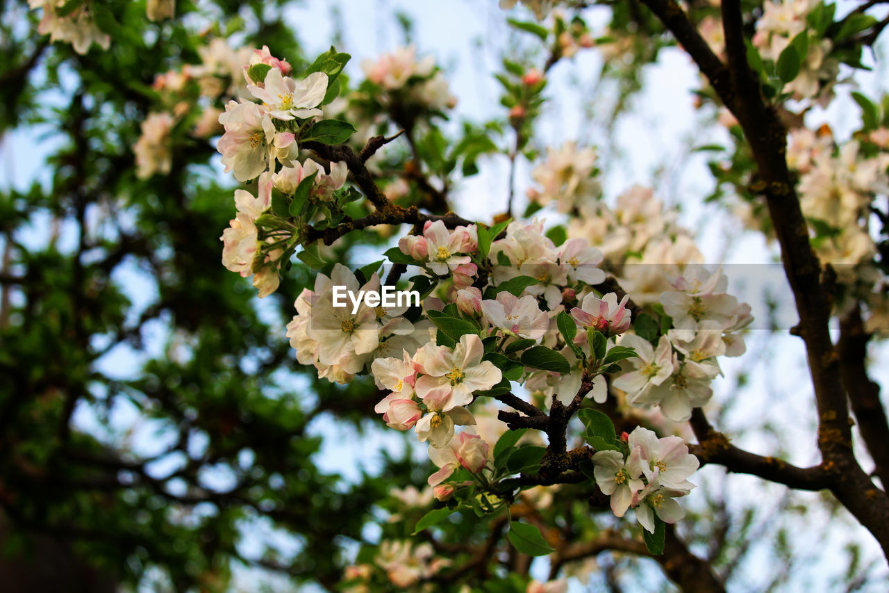 Flower Head Tree Flower Branch Springtime Blossom Apple Blossom White Color Botany Close-up