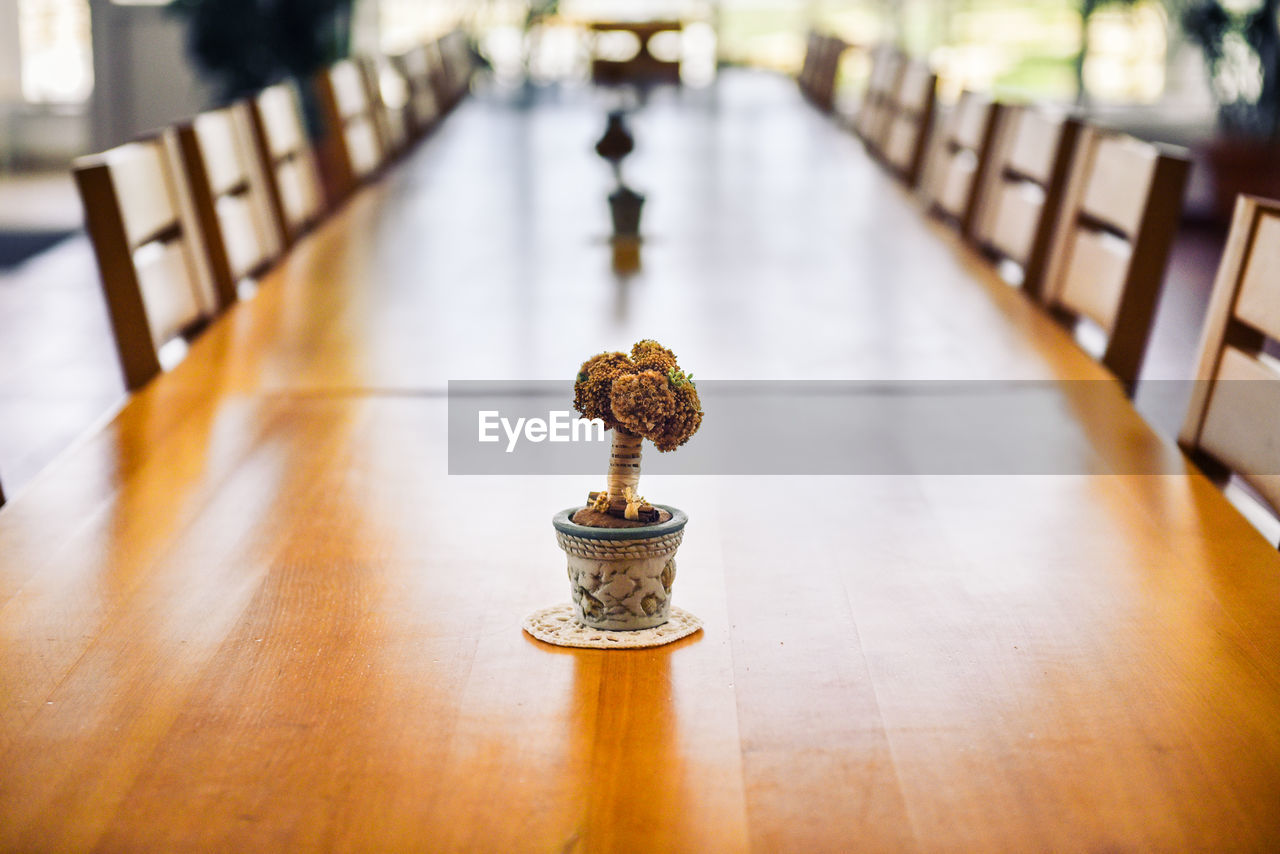 Bonsai plant on wooden table