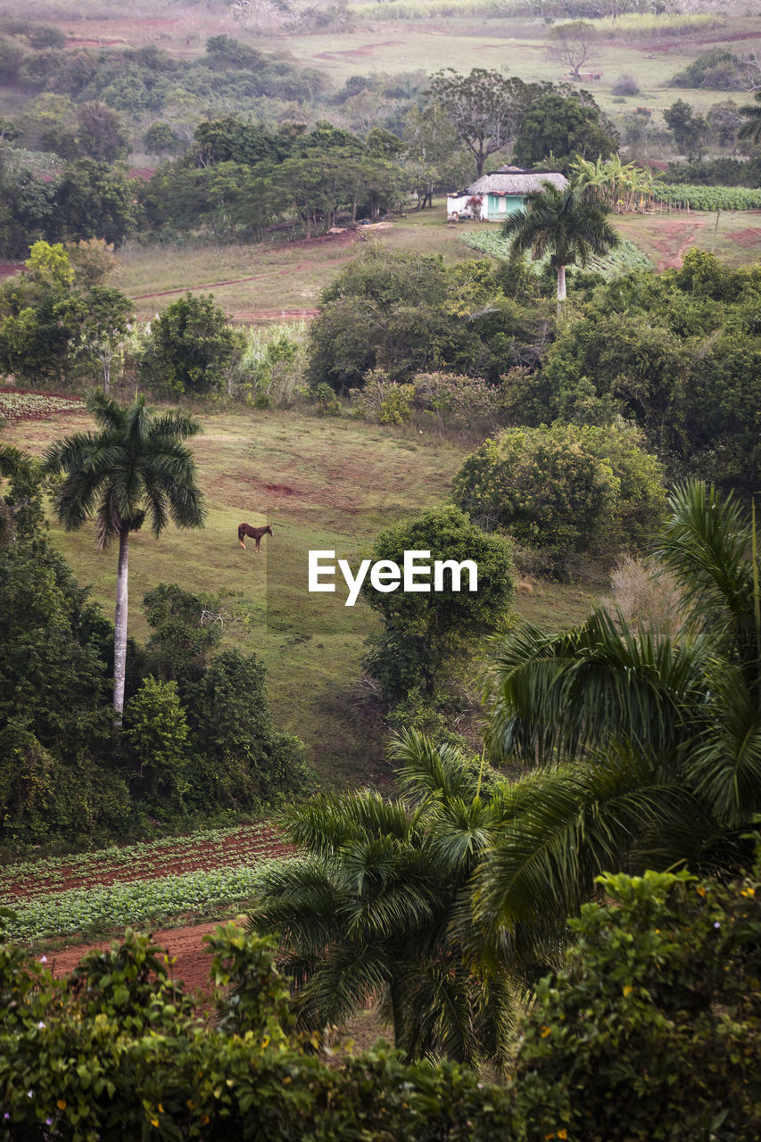 HIGH ANGLE VIEW OF TREES GROWING ON FIELD