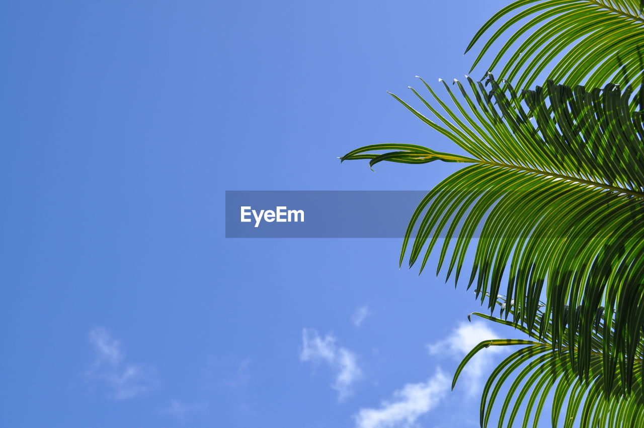 Low angle view of palm leaves against sky