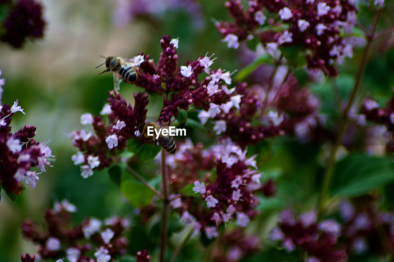 CLOSE-UP OF INSECT ON PURPLE FLOWER