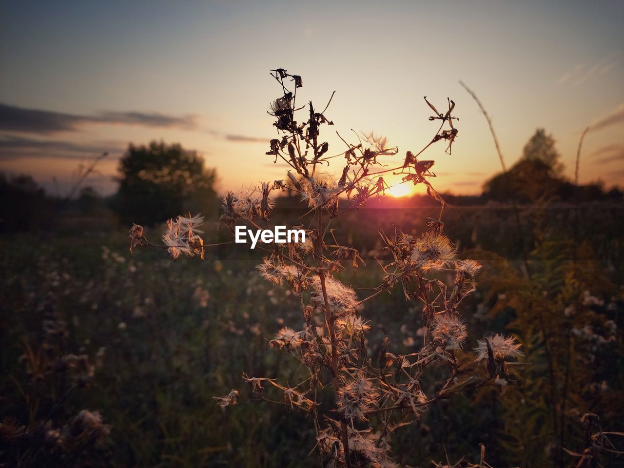 Close-up of plants on field against sky during sunset