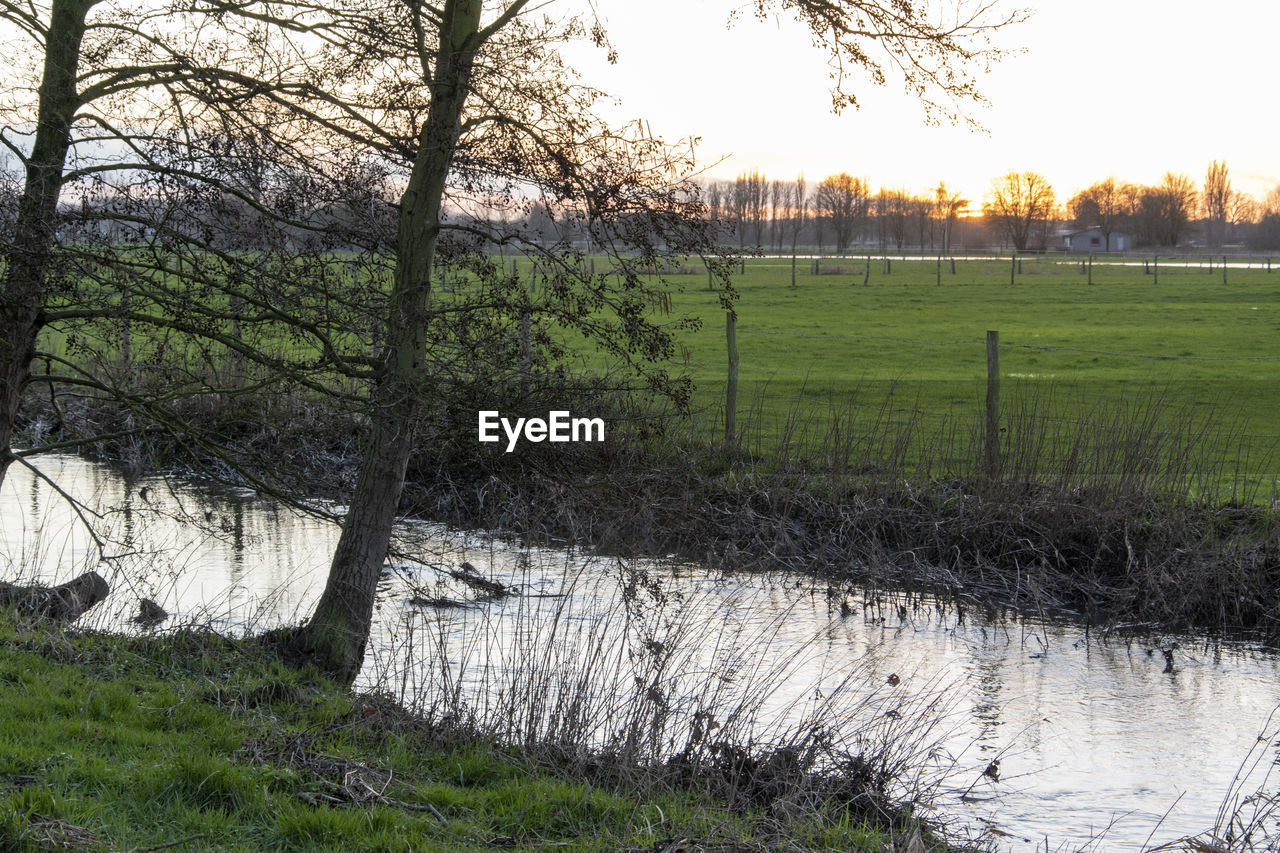 TREES ON FIELD AGAINST SKY