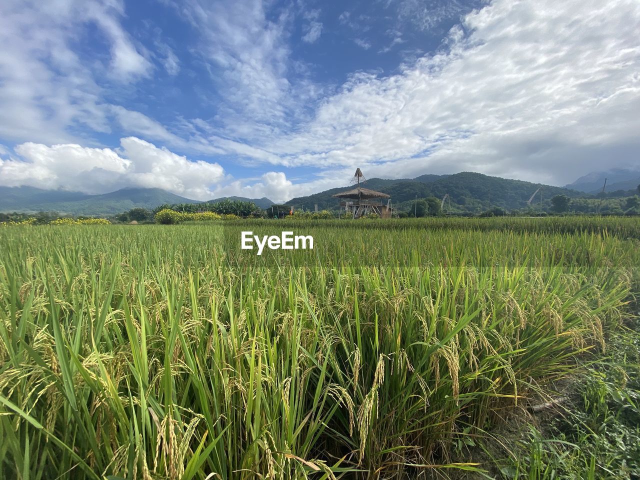 SCENIC VIEW OF FARM FIELD AGAINST SKY