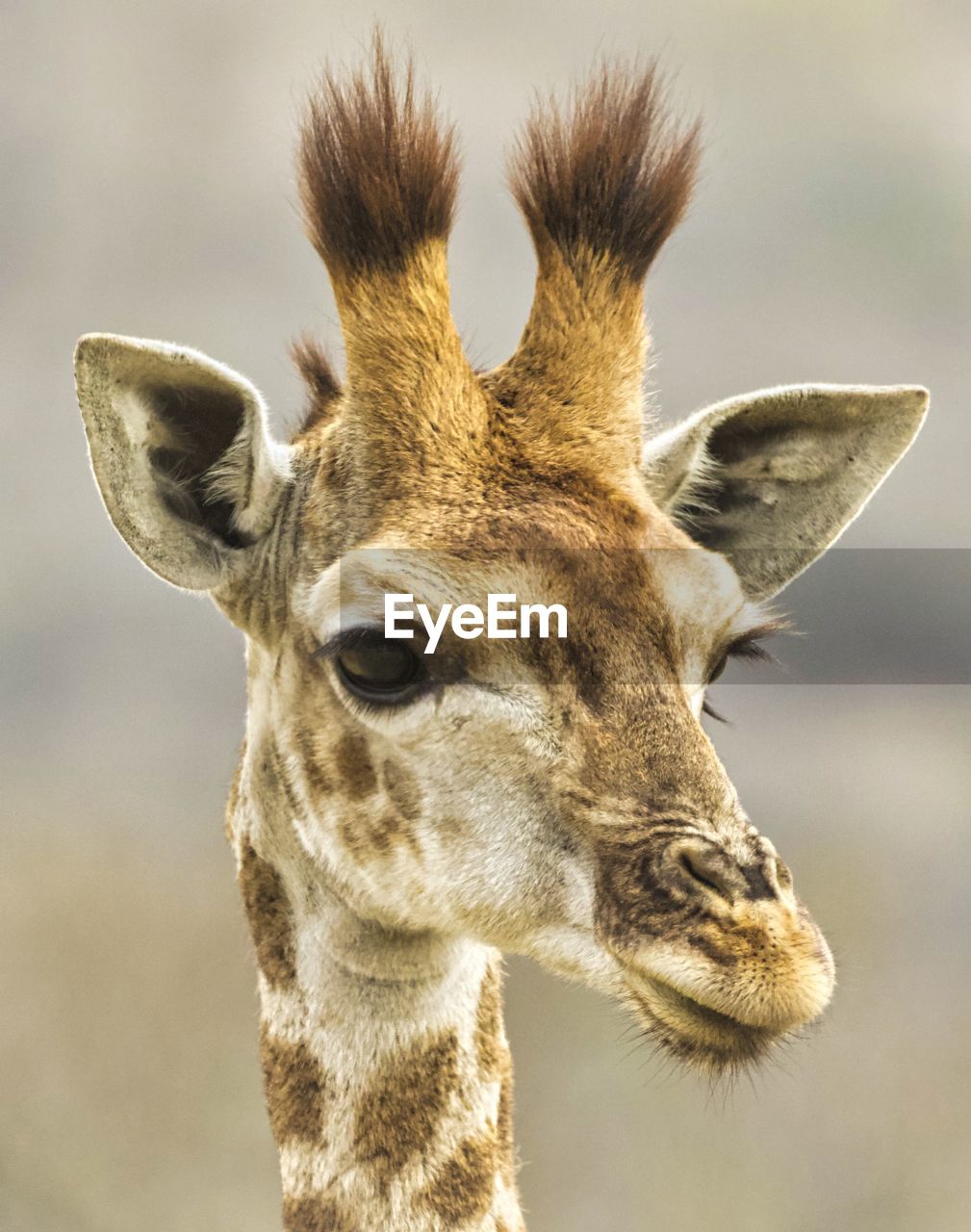 Close-up of  wild giraffe's head and face
