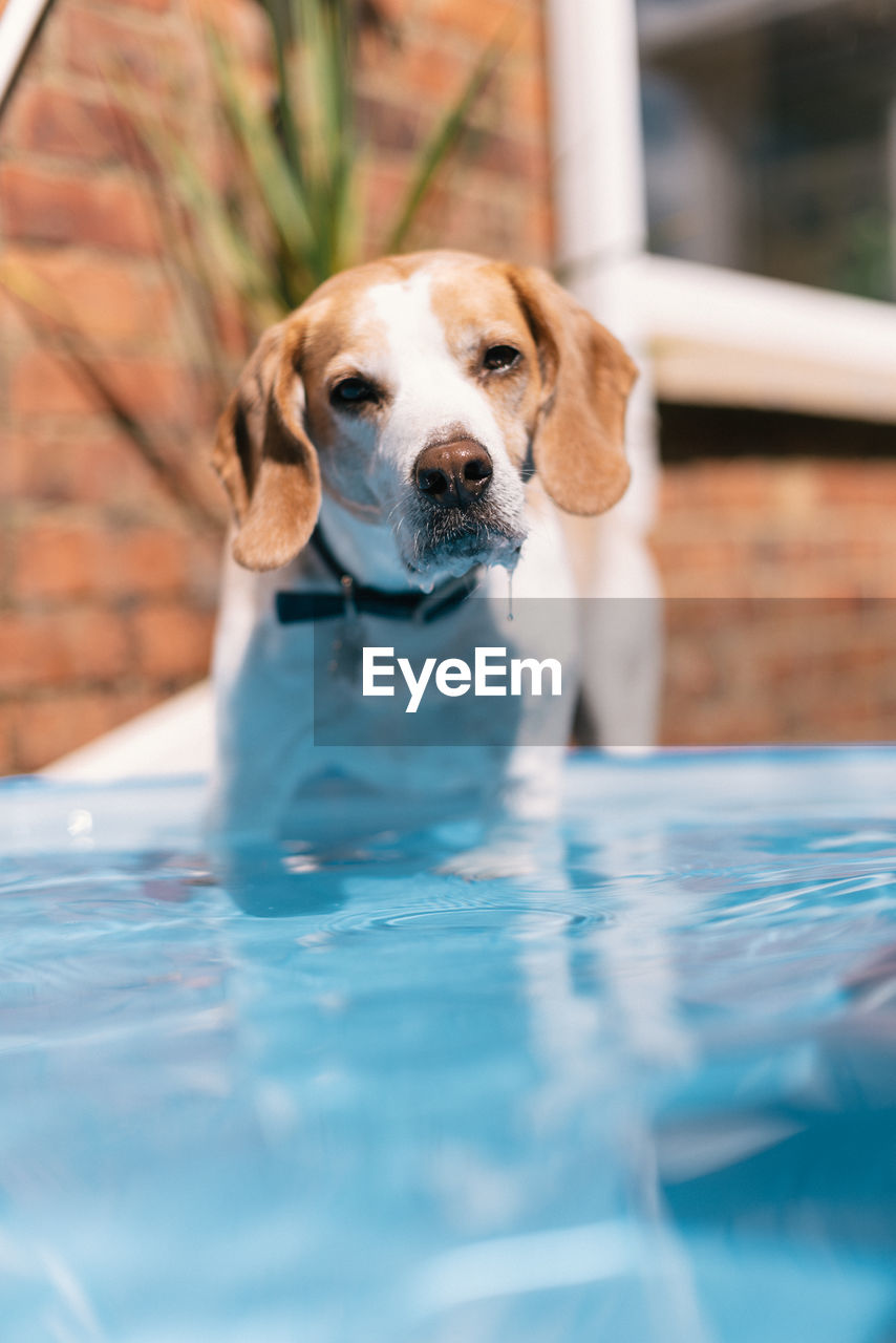 Close-up of dog in swimming pool