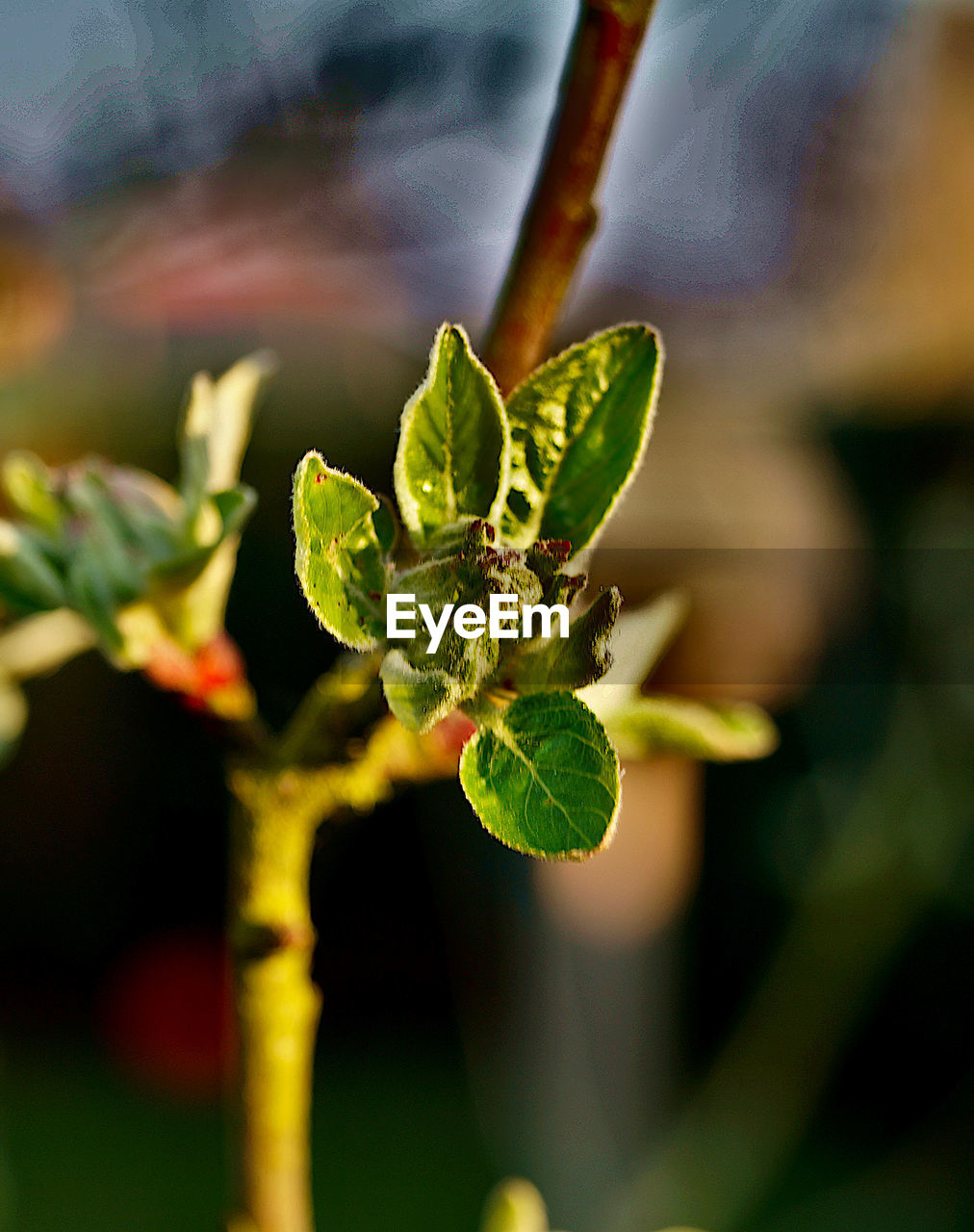 CLOSE-UP OF PLANT WITH GREEN LEAVES