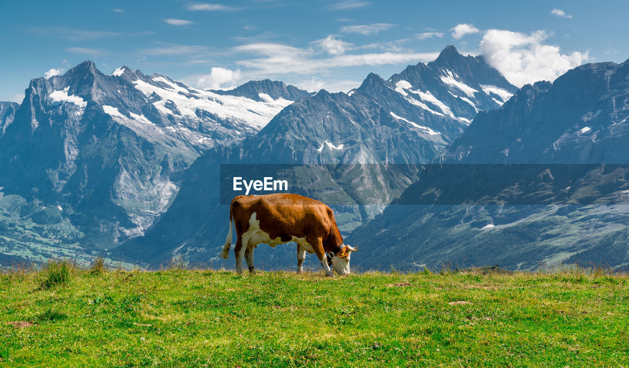 HORSE ON FIELD AGAINST MOUNTAINS