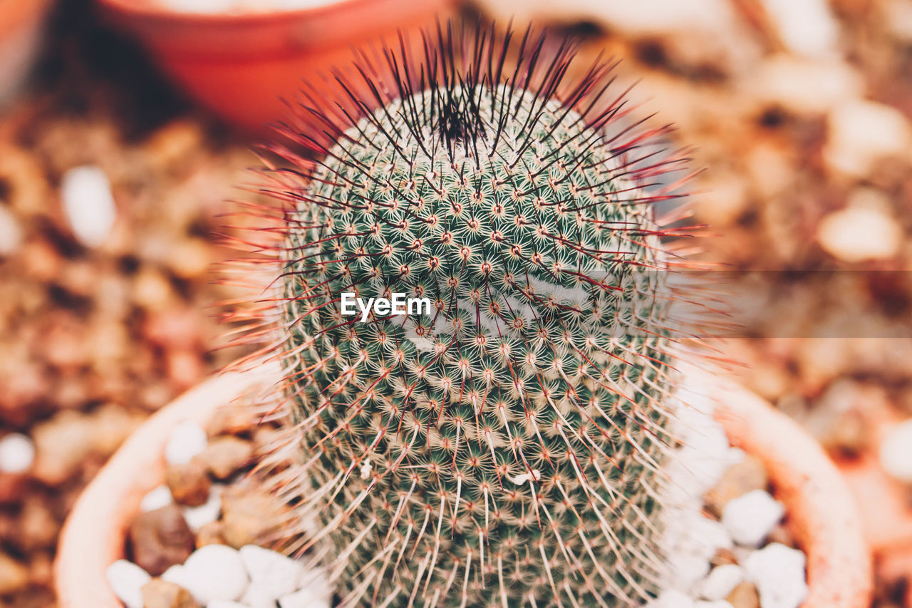 CLOSE-UP OF SUCCULENT PLANT DURING RAINY SEASON