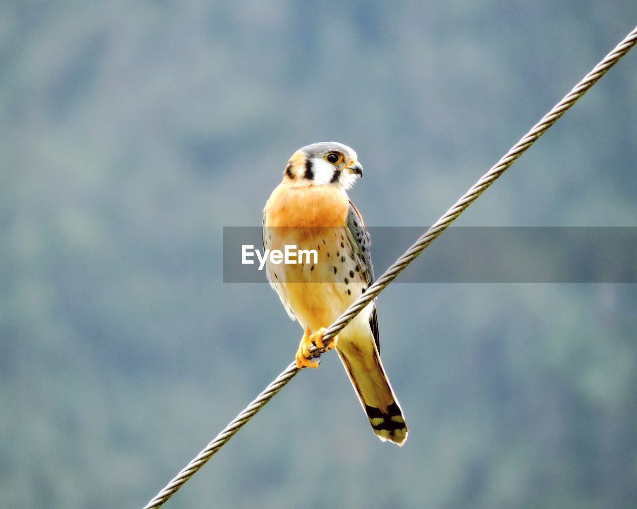 Close-up of yellow bird perching on cable against sky