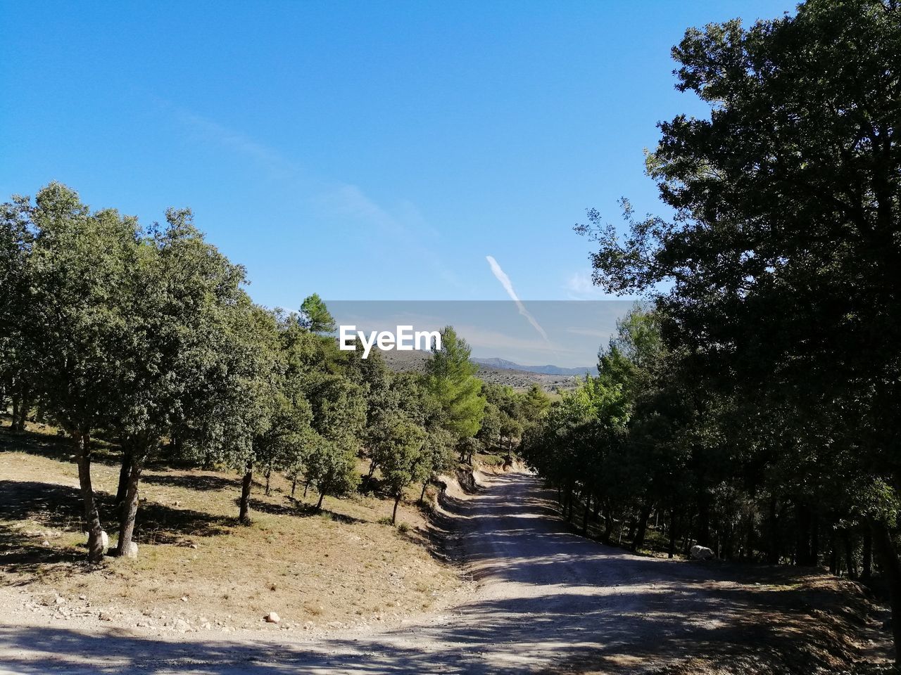 EMPTY ROAD ALONG TREES AND PLANTS
