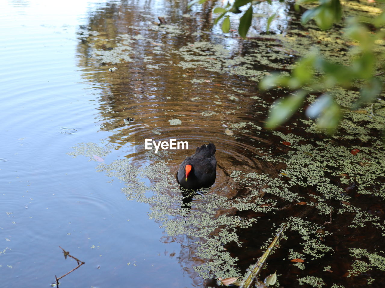HIGH ANGLE VIEW OF DUCKS SWIMMING IN LAKE