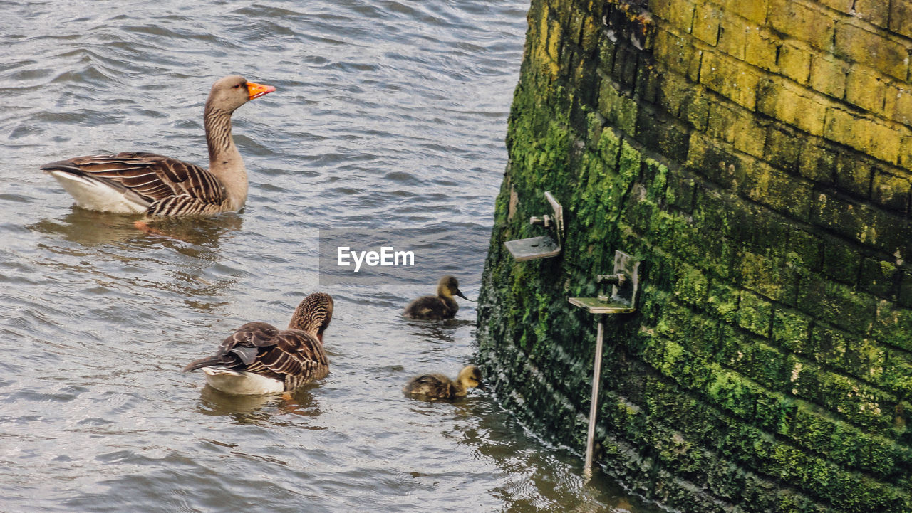 BIRDS SWIMMING IN LAKE